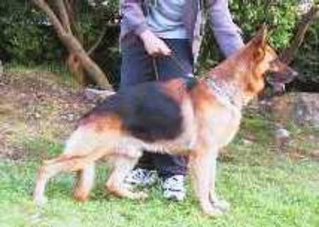 VA2 CH Kerry Von Stuttgart