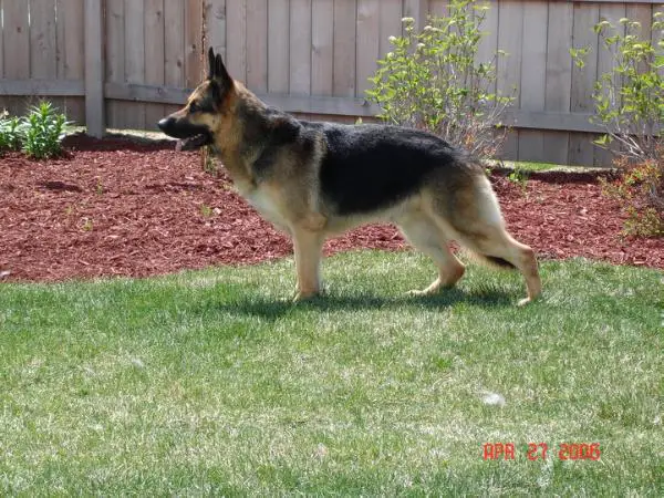 Jerland's Otto von Mueller