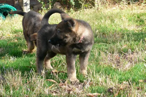 EK's C. Deville's Revenge