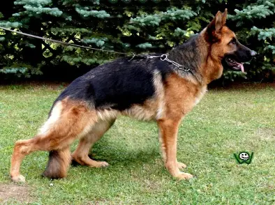 V, Ultra Slezin Lovan