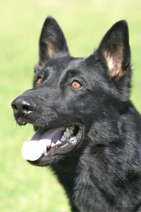 Maximus vom Keeferhaus