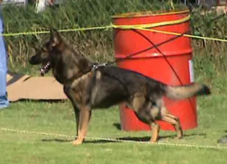 SG Gonzo von Lütje Hörn