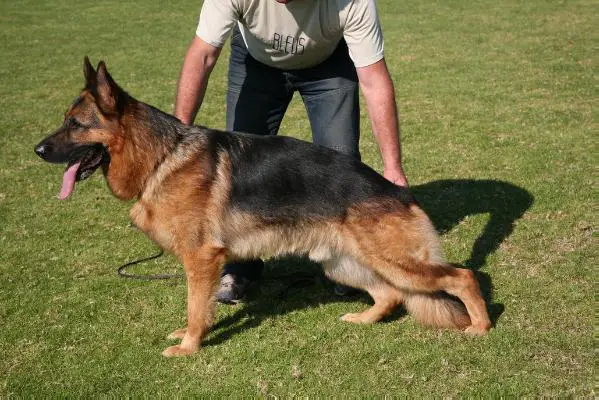 VA Viki z Podradbuzi