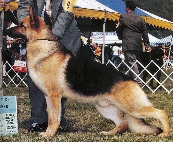 Alkarah's Diamond Jim Brady