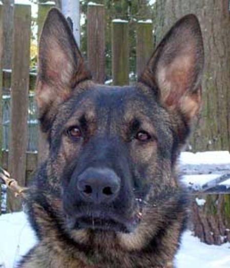 Kirre vom Waldwinkel