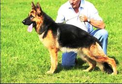 V Igris von der Kahler Heide