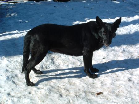 Von-Ryan's-Millennium-Xpress