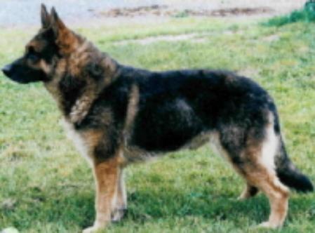 Jack vom Goldfischteich