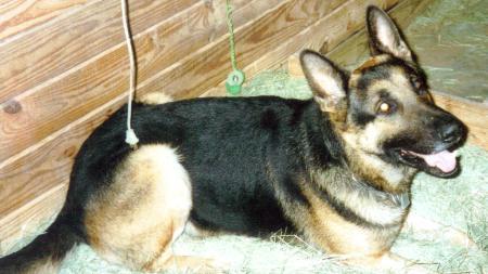 GAL.CO SHER K-9 Camerons Gator Vom Wolffhaus