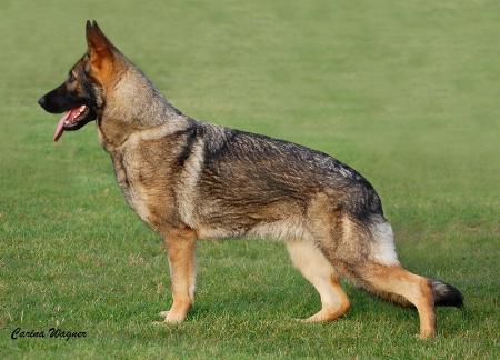 V Pearl del Lupo Nero