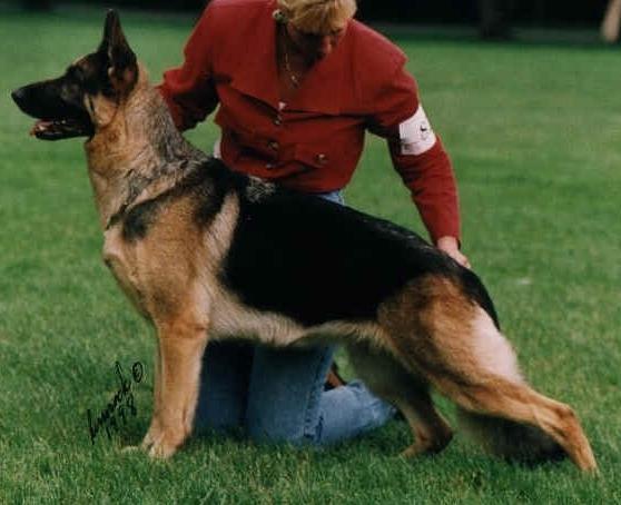 Von Nassau's Izzy V Trillium