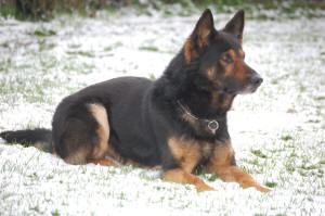 Trasko von Karthago