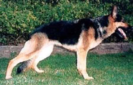 Hexel vom Del U Haus