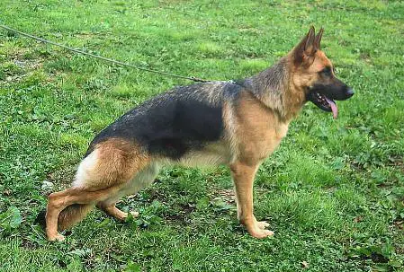 V Ardenburg Anka