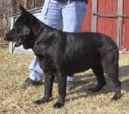 Sonnie Vom Birken Wald