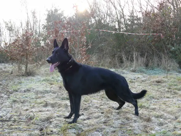 Beckenberry Casablanca