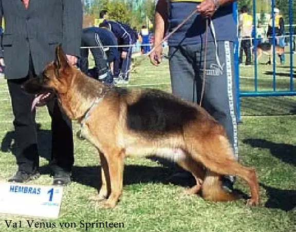 VA 1 ARG 2004 Venus Von Sprinteen