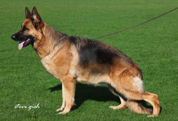 V-2 Yade vom Overledingerland