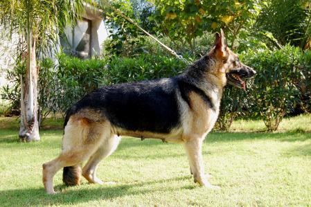 Danya dell'ambra selvaggia