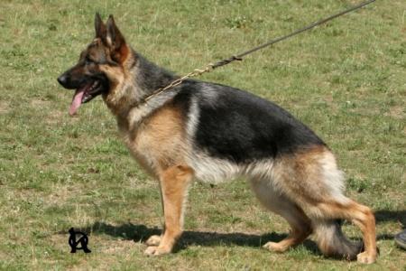 VA2 (CY) Anja z Agíru Bohemia