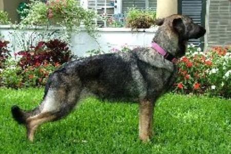 Bonjon's Joyful Jumpin' Jesse