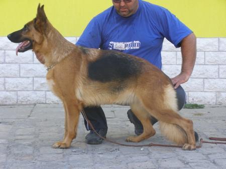 Danuvius-Canis Reyna