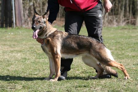 G Mola vom Bunsenkocher