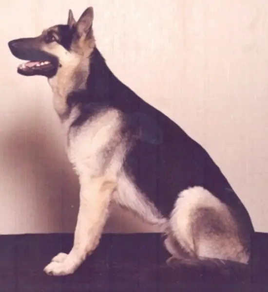 Count Windsor Aquarius