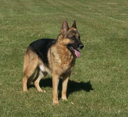 Dante Vom Jensen Mambobeatty