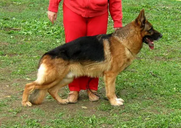 SG Lupo aus Wattenscheid