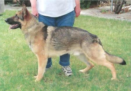 Herkie von der Alte Baum