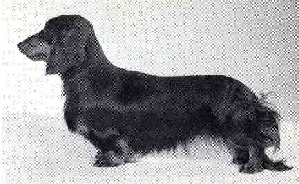 ENG CH Minutist Storm