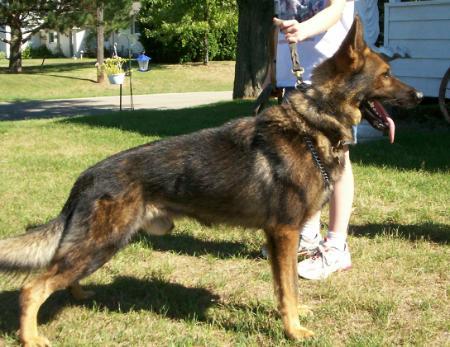 Elite Tactical K9 Mace