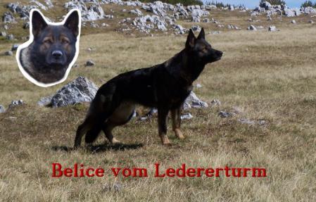 SG Belice vom Ledererturm