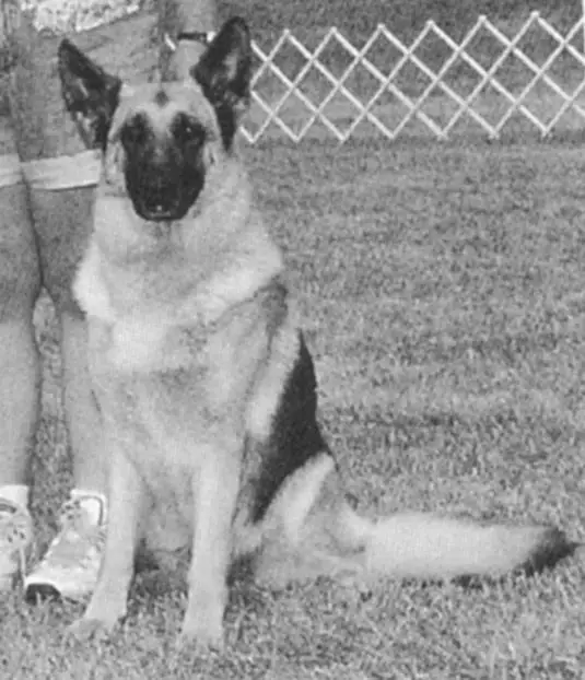 Timber's Shadoe Brooke