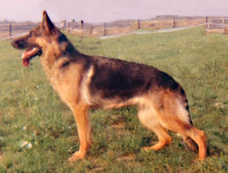 V Alfa z Henmonu