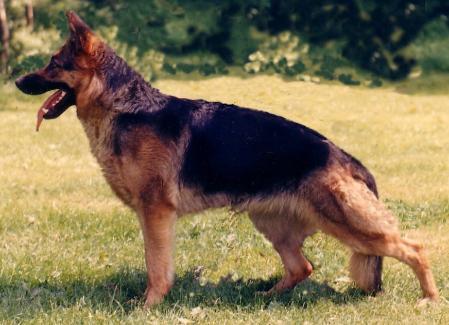 SG Chita z Dolimartinovho dvora