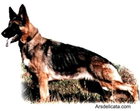 Norberge's Ammilora McKendree