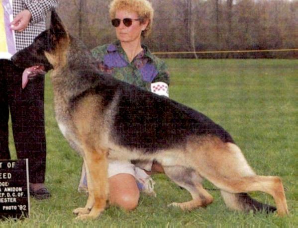 CH (A/C) GV (CAN) Morningold's Royal Trust