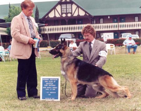 Scher-Lo's Lindenhill's Shooter