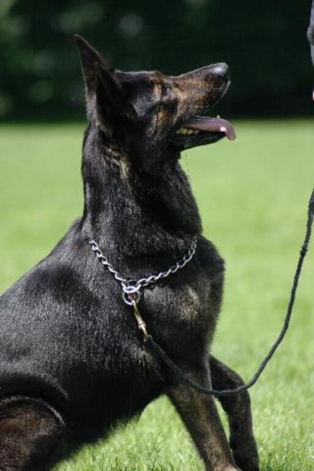 Candy de Koperen Hond
