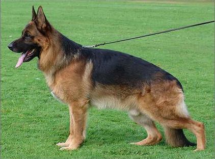 V Vento von der Hopfenhalle