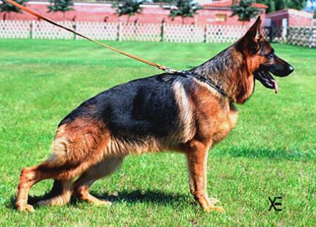 V Kastor vom Murrtal