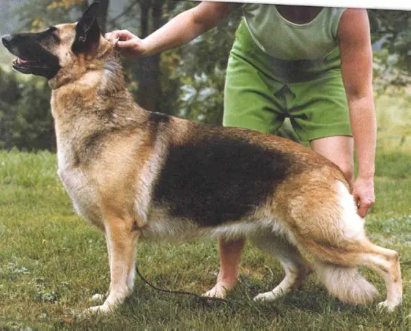 Jecodas Rena Of Robin