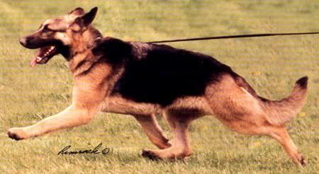 SEL CH (US) Winsome Mariahbeary V Cypress