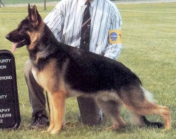 SEL CH (US) Jo-Win's Concho