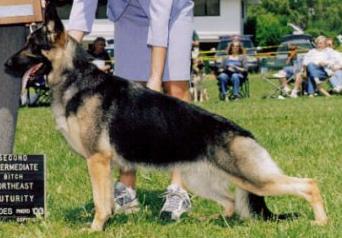 CH Hadori's When It's Love