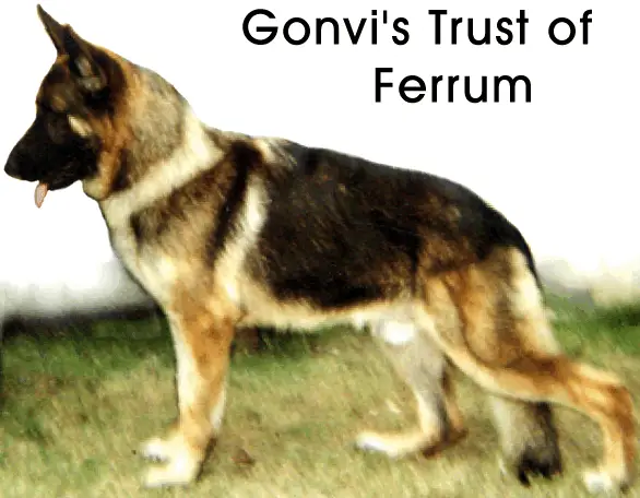 Gonvi's Trust of Ferrum