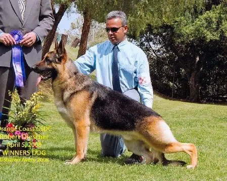 (US) CH Mar Haven's Last Cowboy Song