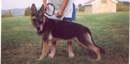 Hondra Von Der Amsche Wiese